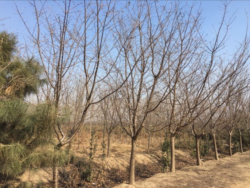 樱花树6~8cm