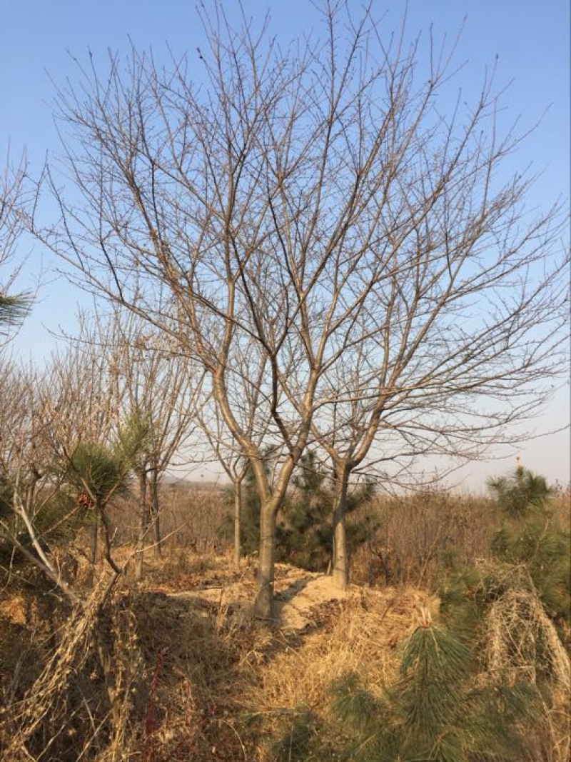 樱花树6~8cm
