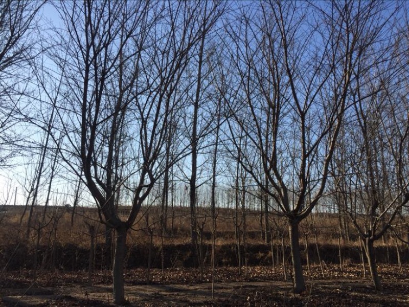 樱花树6~8cm
