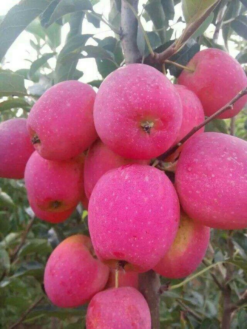 鸡心果