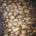 莲藕巨无霸莲藕5~7厘米莲藕基地自产自销，精品莲藕