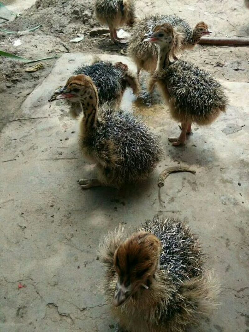 鸡散养土鸡5~6斤