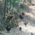 鸡散养土鸡5~6斤