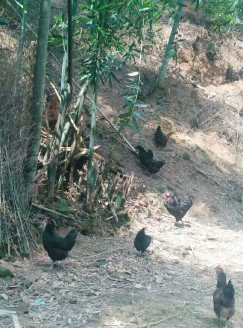 鸡散养土鸡5~6斤