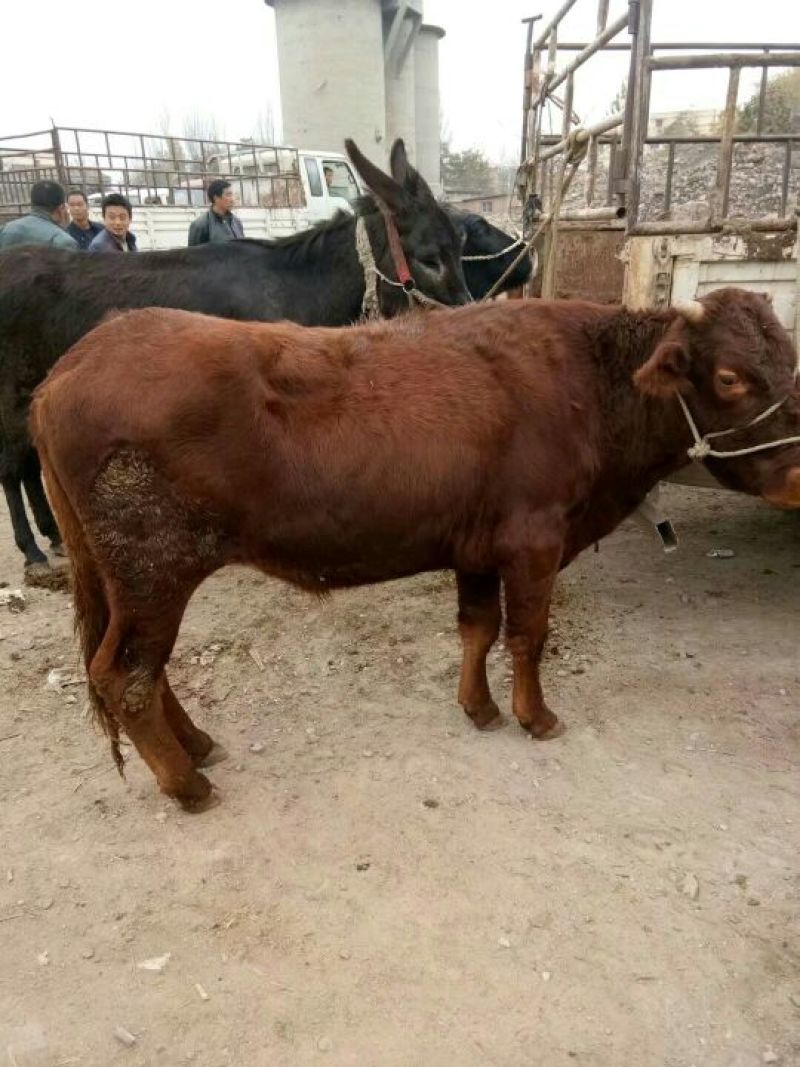 肉牛800~1000斤
