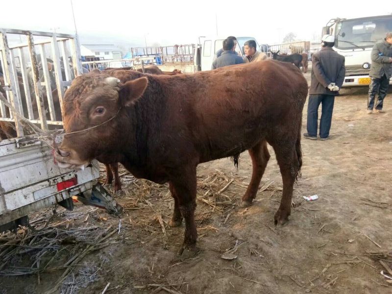 肉牛800~1000斤