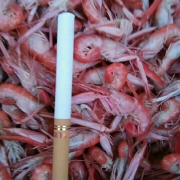 红虾食用冻虾
