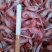 红虾食用冻虾
