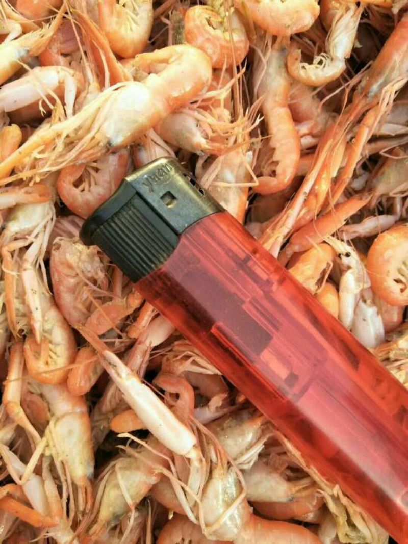 红虾食用冻虾