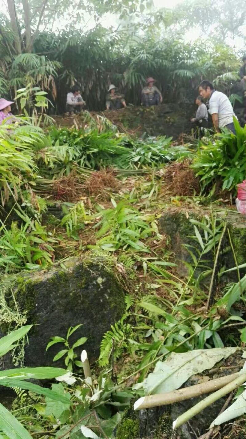 砂仁苗