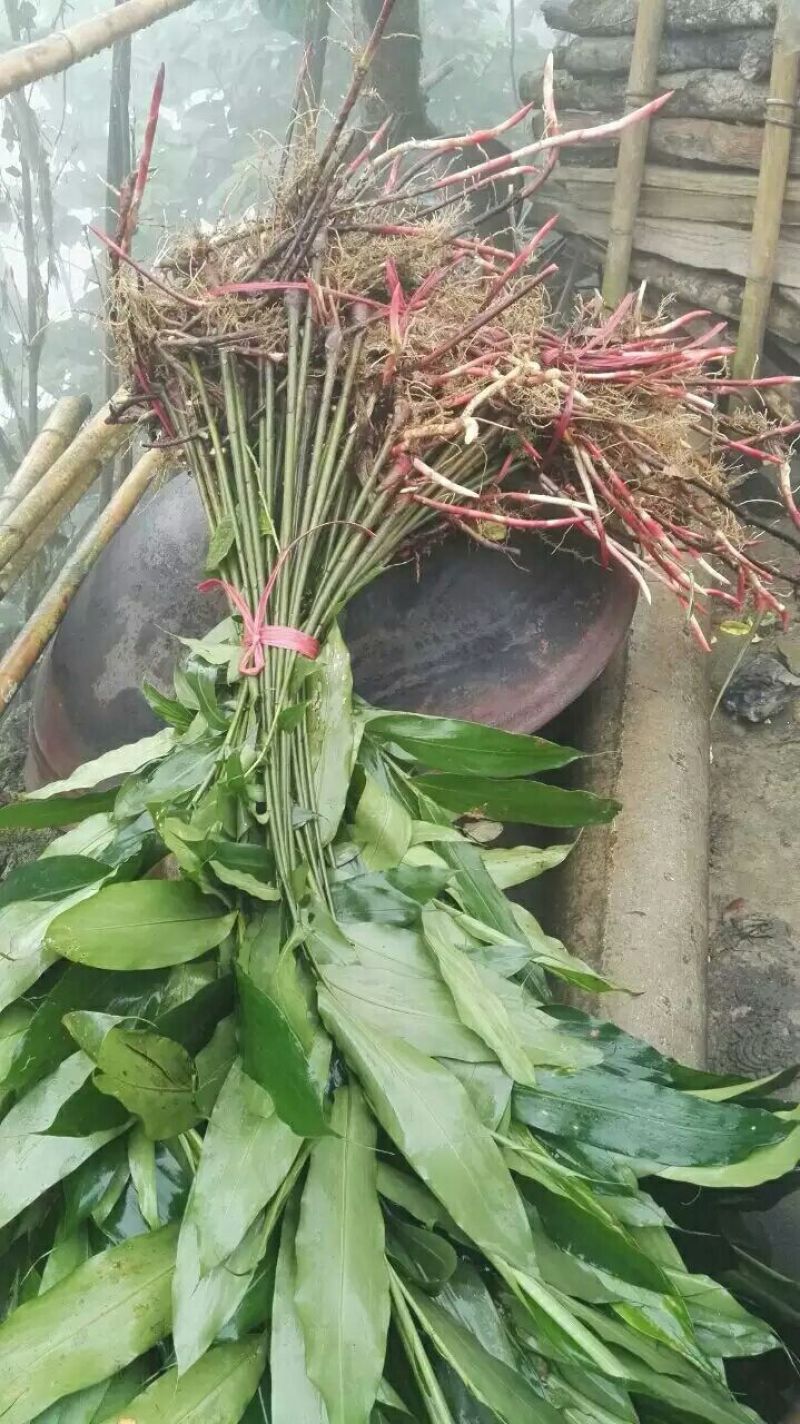 砂仁苗