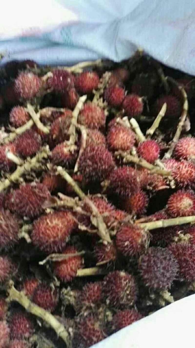 砂仁苗