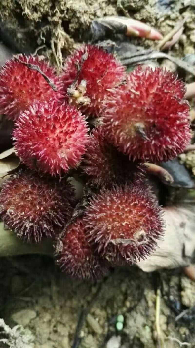 砂仁苗