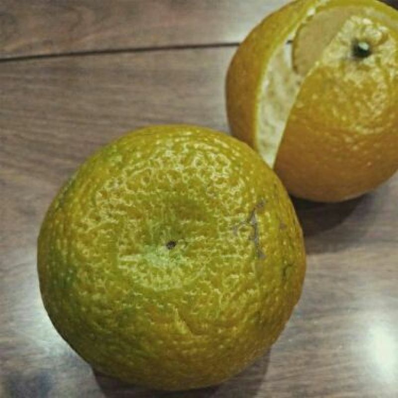 新会柑苗30~50cm