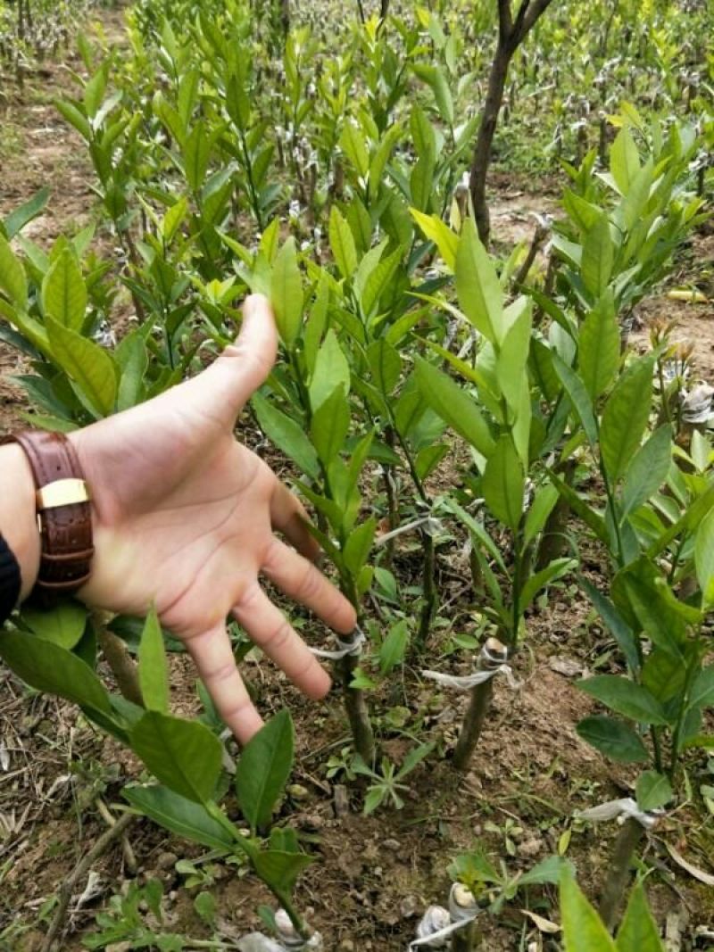 新会柑苗30~50cm