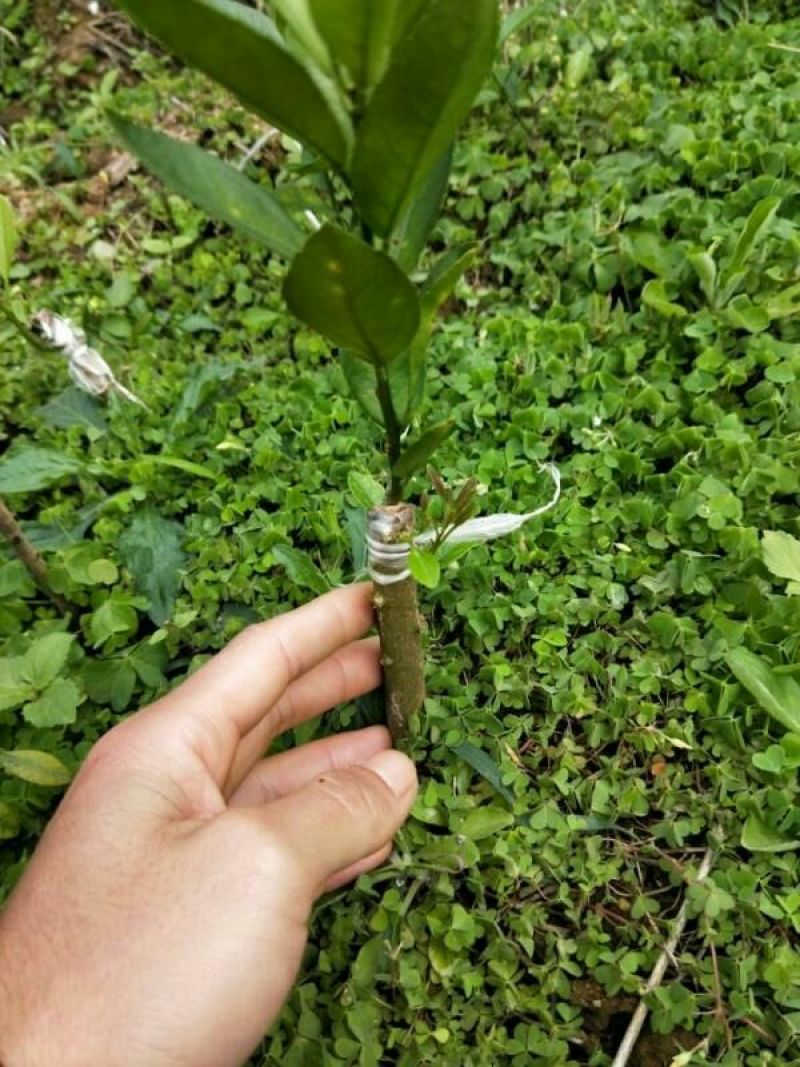 新会柑苗30~50cm