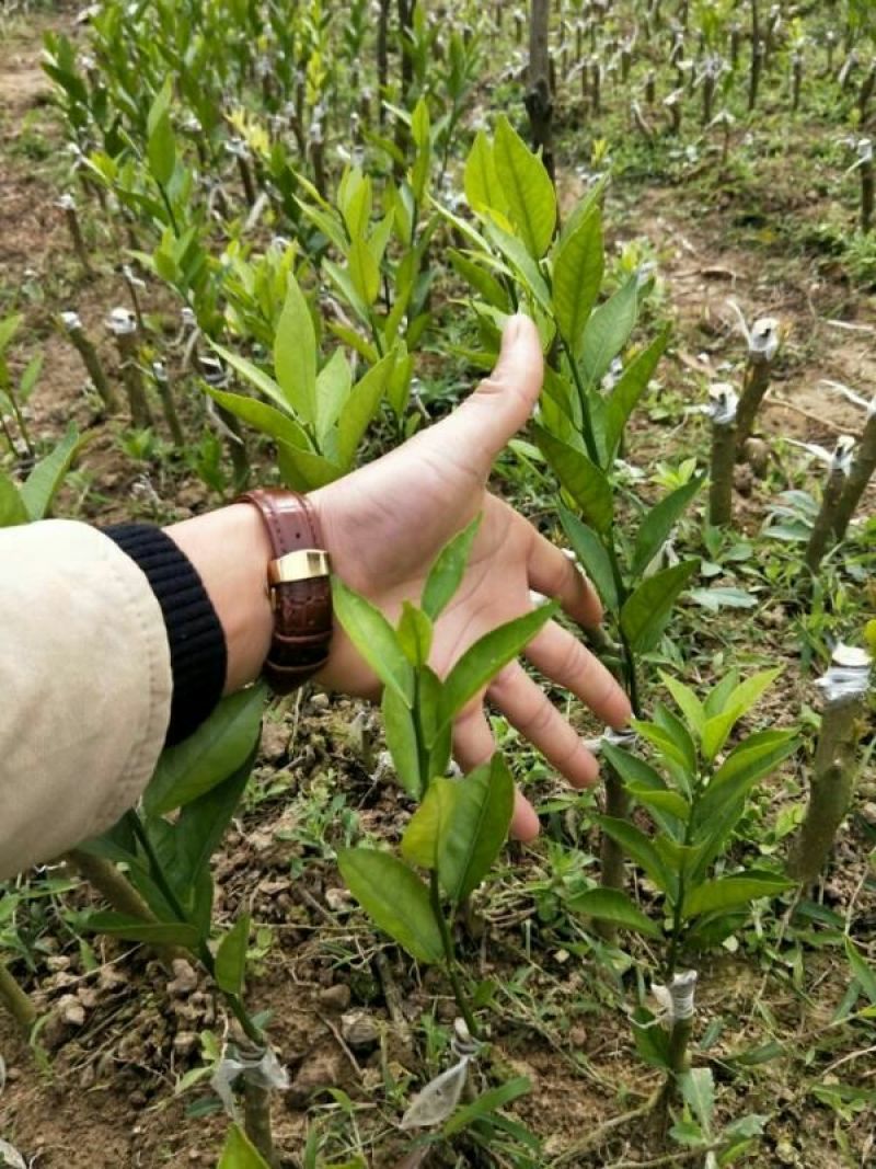 新会柑苗30~50cm