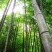 绿竹19~20m