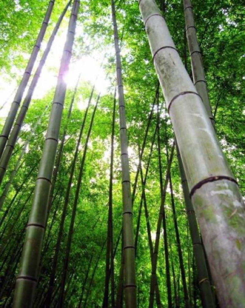 绿竹19~20m