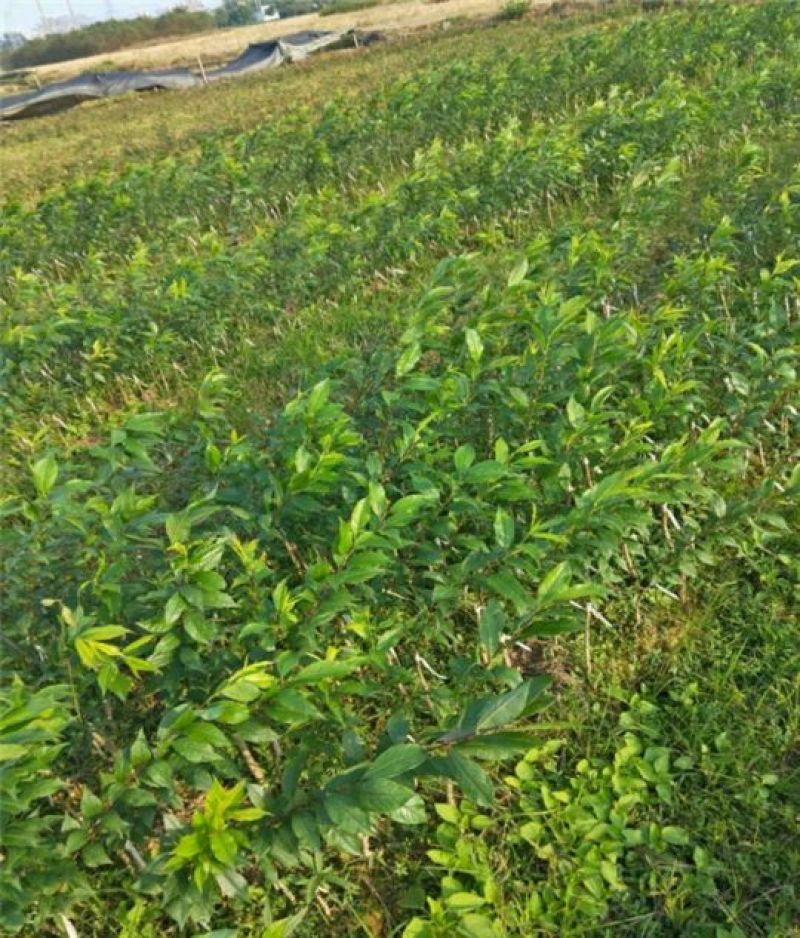 冰糖李子苗5~10cm