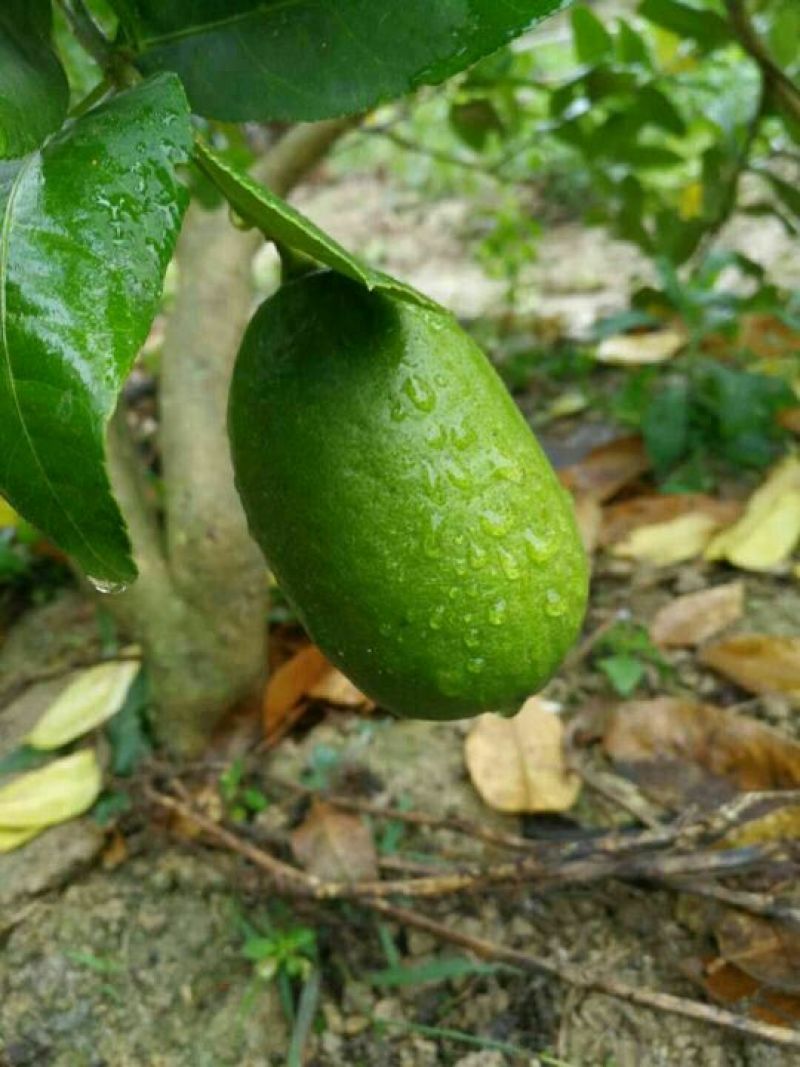 香水柠檬树苗30cm以下
