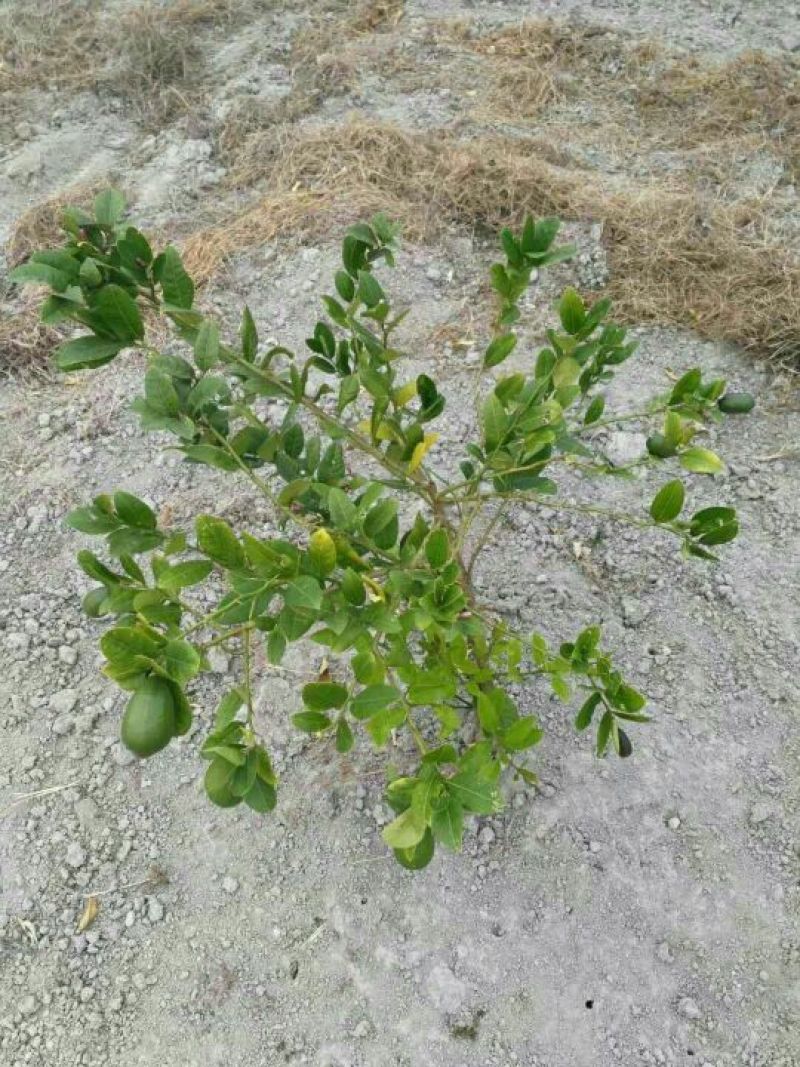 香水柠檬树苗30cm以下
