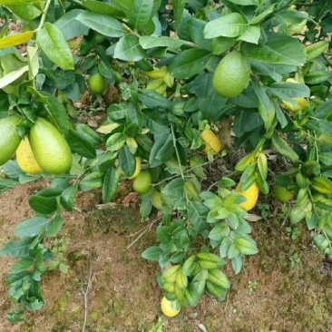 香水柠檬树苗30cm以下