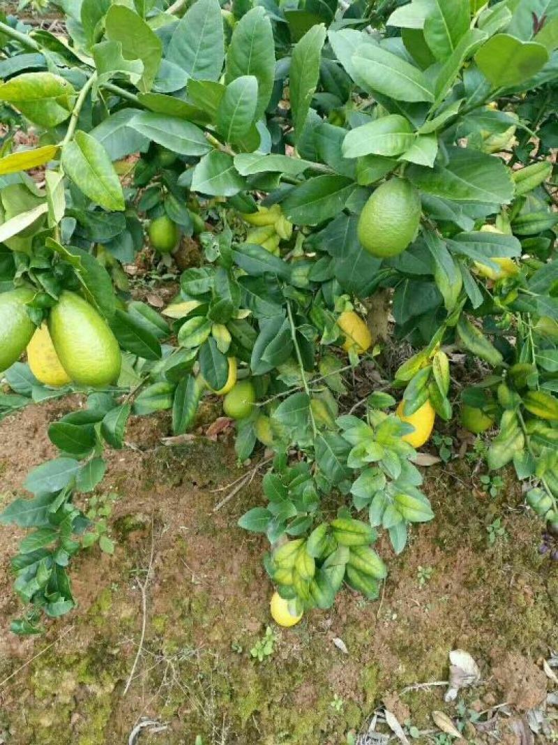 香水柠檬树苗30cm以下