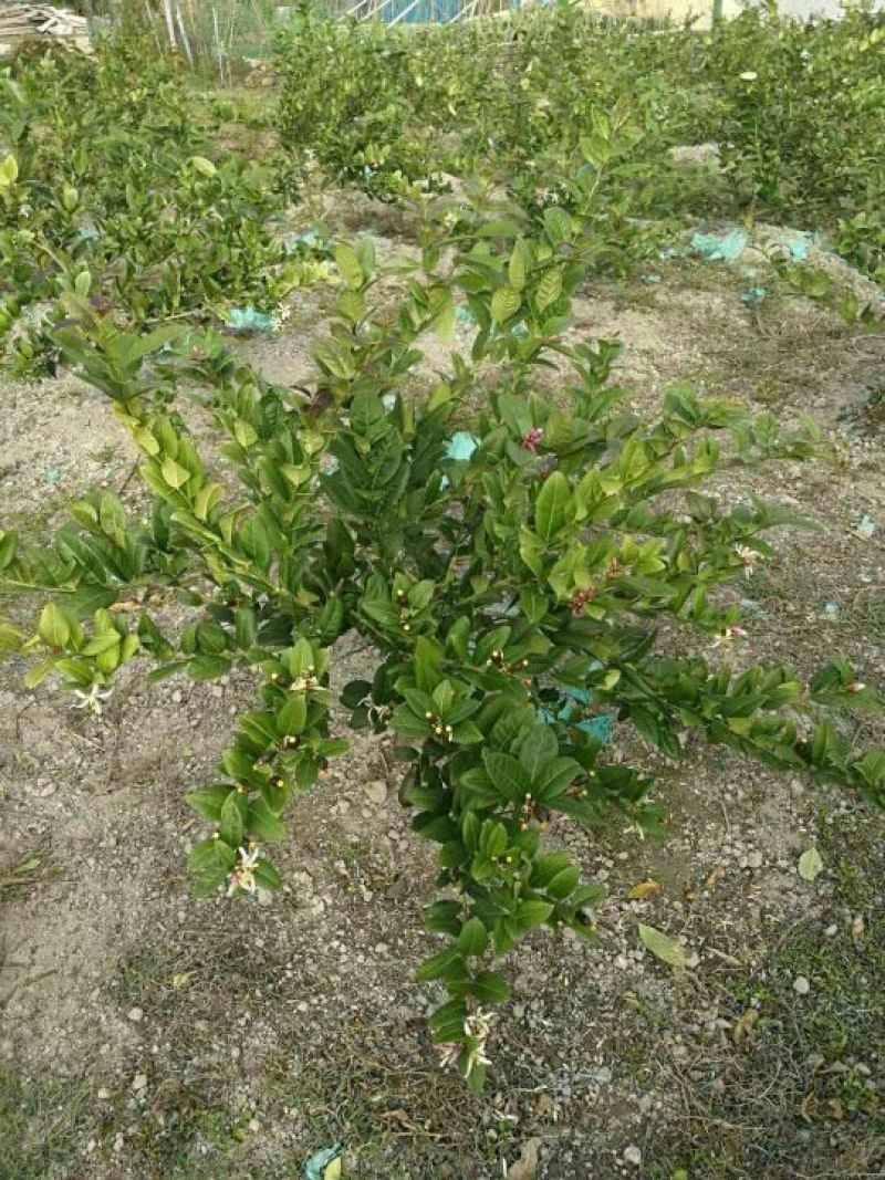 香水柠檬树苗30cm以下