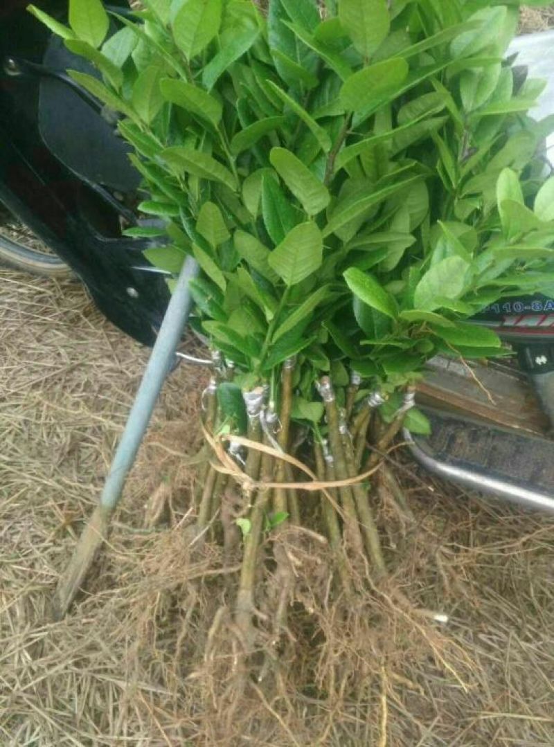 香水柠檬树苗30cm以下