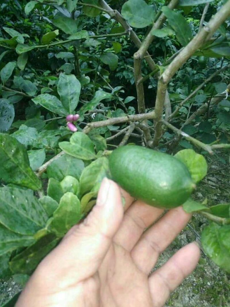 香水柠檬树苗30cm以下