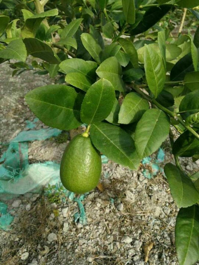 香水柠檬树苗30cm以下