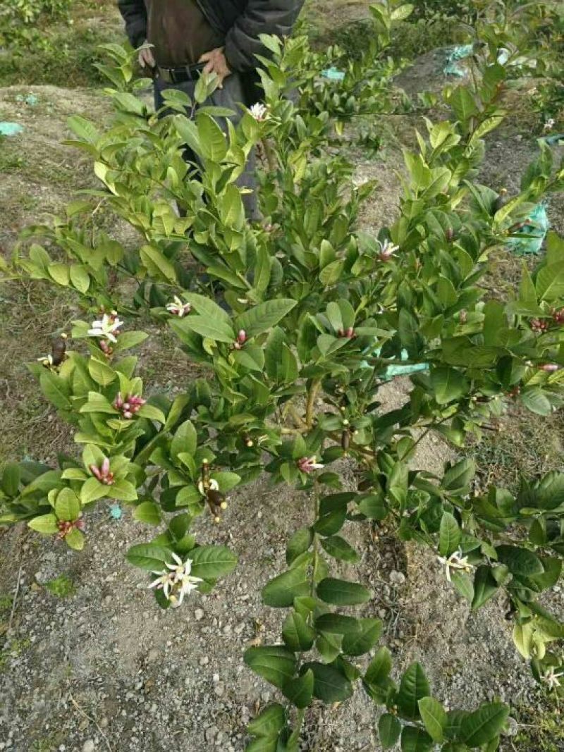香水柠檬树苗30cm以下