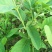 台湾凤梨释迦苗10cm以下