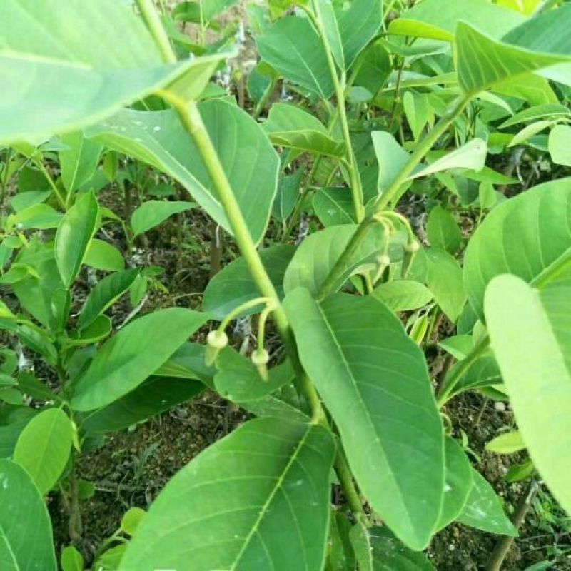 台湾凤梨释迦苗10cm以下