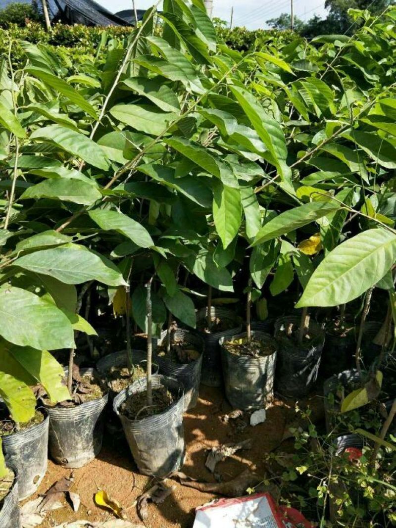 台湾凤梨释迦苗10cm以下