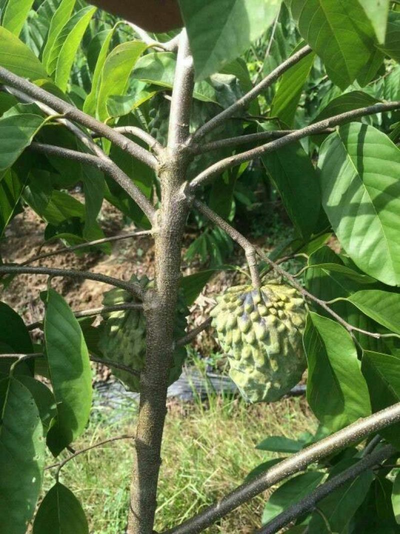 台湾凤梨释迦苗10cm以下