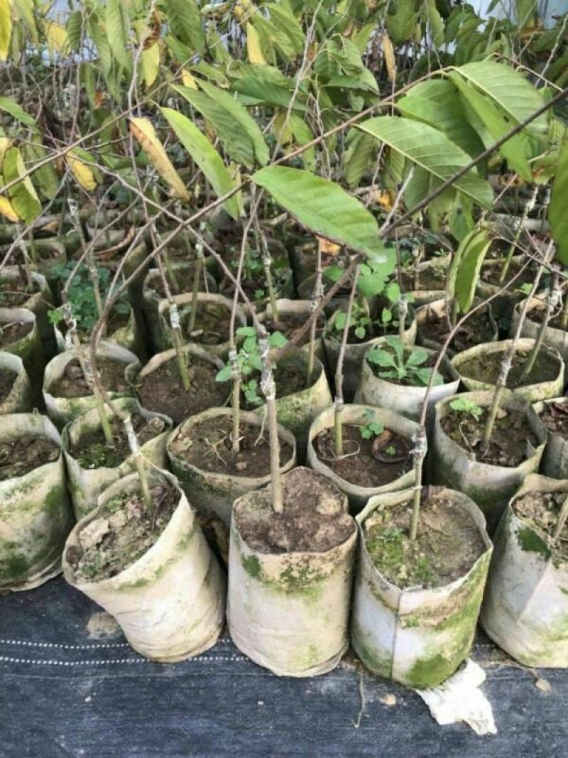 台湾凤梨释迦苗10cm以下