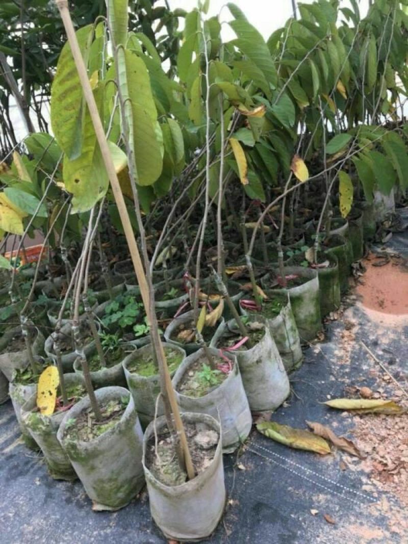 台湾凤梨释迦苗10cm以下