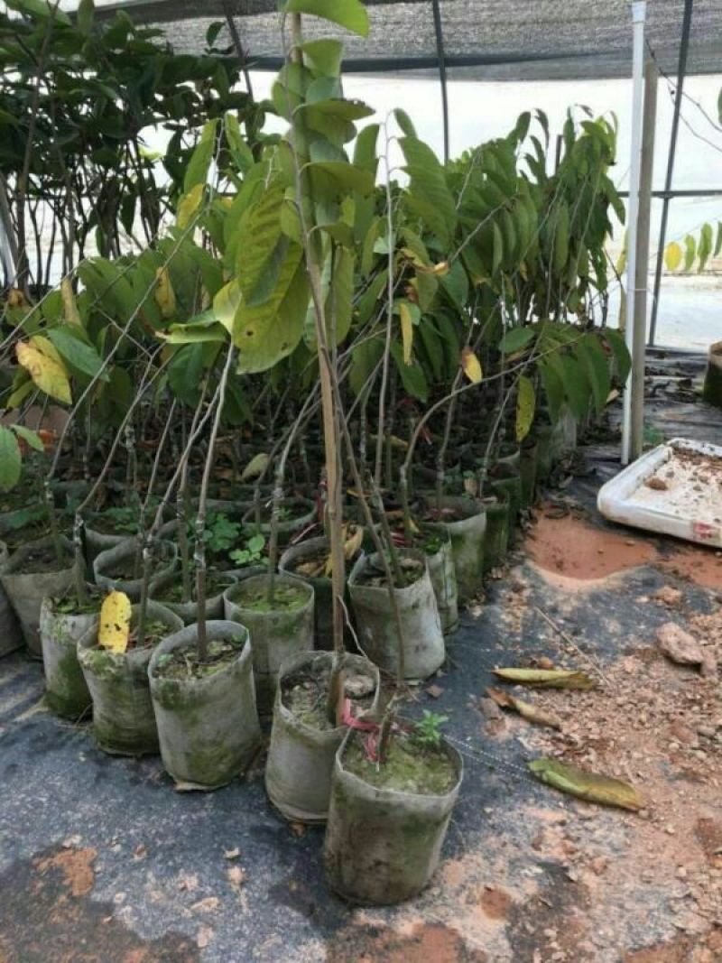 台湾凤梨释迦苗10cm以下