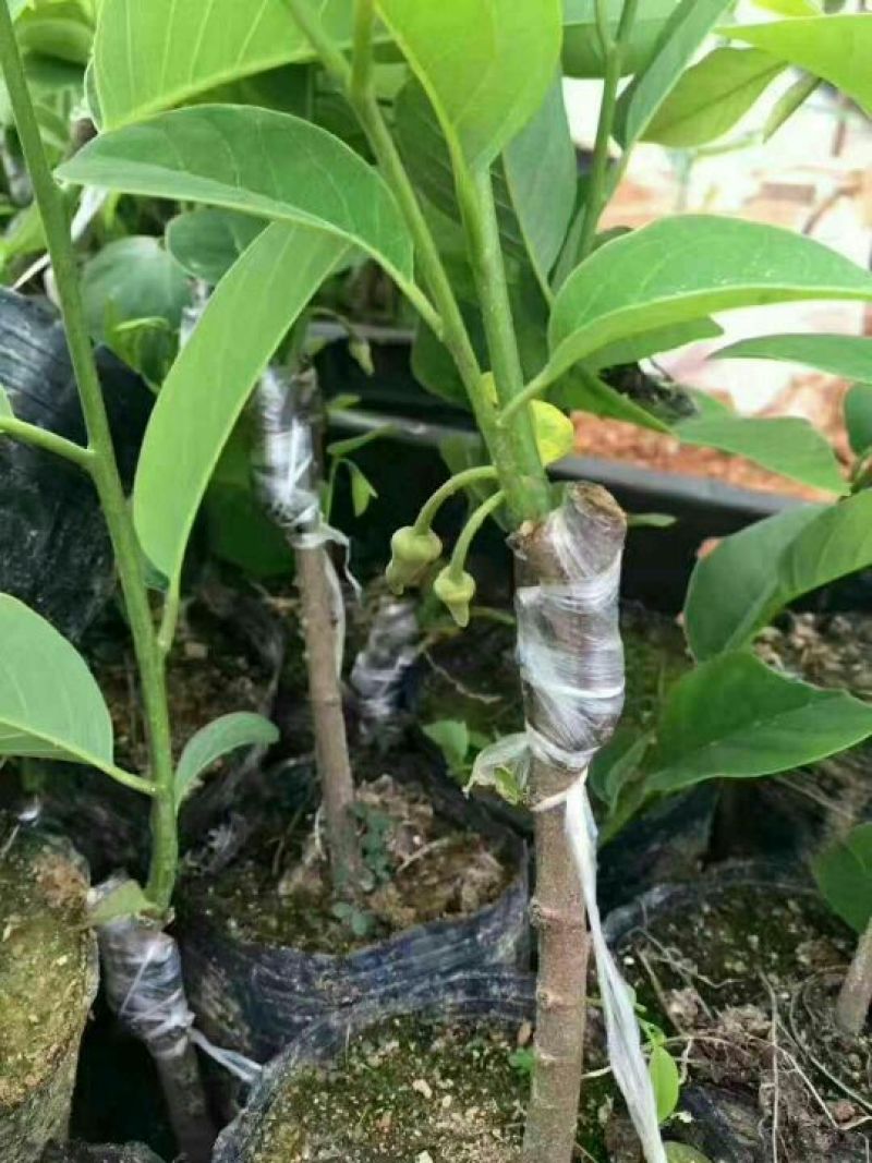 台湾凤梨释迦苗10cm以下