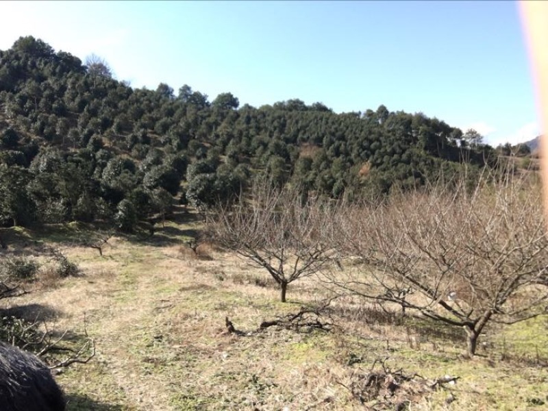 山茶树6~8cm4cm以下1.5~2m