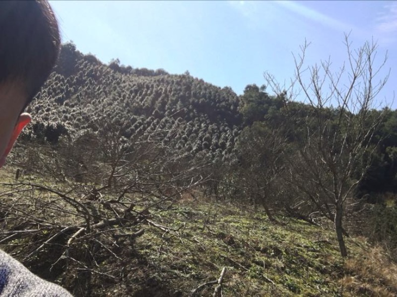 山茶树6~8cm4cm以下1.5~2m