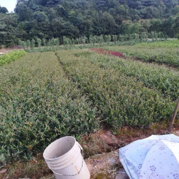 中华蚊母树小叶蚊母二三十深