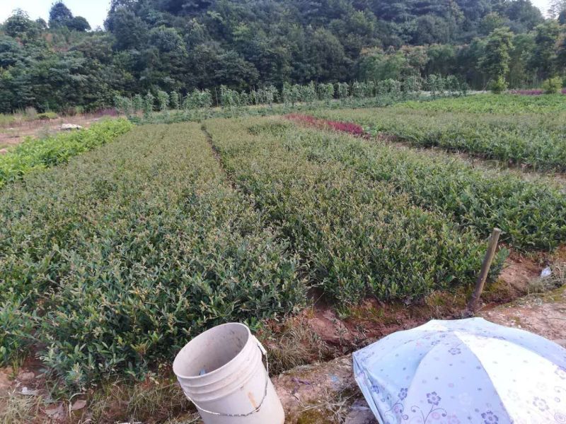 中华蚊母树小叶蚊母二三十深