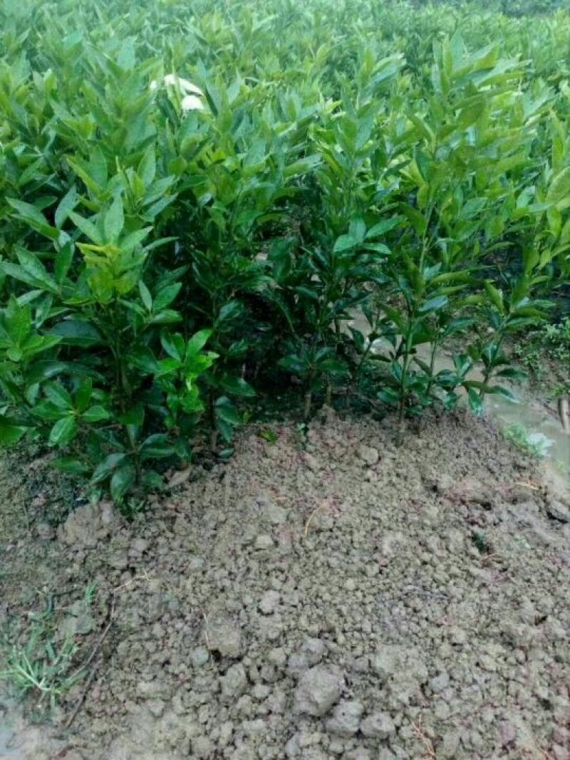 沃柑苗50~80cm