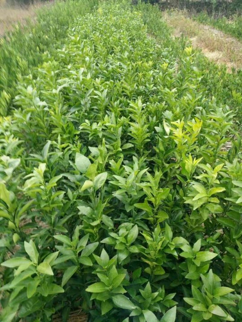 沃柑苗50~80cm