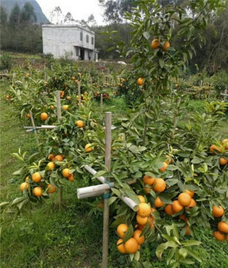 沃柑苗50~80cm