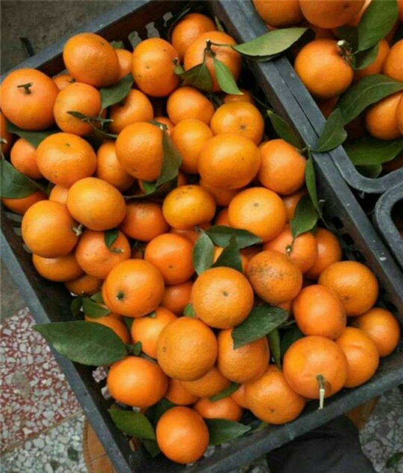 沃柑苗50~80cm