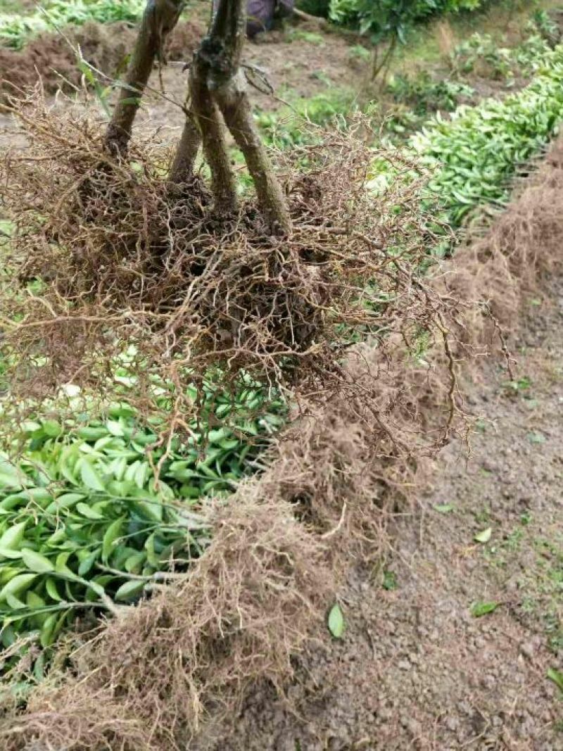 沃柑苗50~80cm